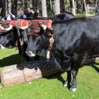 El principal objetivo de este encuentro es revivir antiguas tradiciones que hace siglos formaban parte del día a día de la comarca serrana-R.F.
