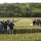 Los agricultores recorrieron con detalle los ‘pasillos’ de cereales.-G. G.