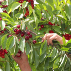 La recolección de cerezas de Caderechas se realiza de forma manual.-G.G.