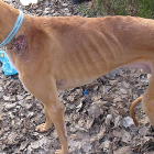 Imagen de uno de los perros intervenidos.-GUARDIA CIVIL