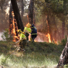 La alta inflamabilidad de lospinos permite una rápida progresión del fuego.-ECB