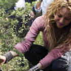 Shakira planta un árbol en la reserva de cedros de Tannurin, en Líbano. AP / ERICK DEEB-AP / ERICK DEEB