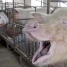 Las explotaciones de porcino de España destacan por su profesionalidad y concienzudas medidas de seguridad en materia sanitaria.-ECB