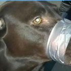 ARCHIVO Imagen de la perra con la boca sellada colgada en Facebook.-