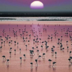 Flamencos en las marismas de Doñana.-Foto:   CSIC / VICTORIA MUÑOZ