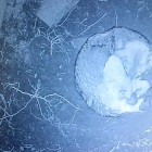 Imagen de ‘Dakota’, una loba del Centro del Lobo Ibérico de Castilla y León, situado en Robledo de Sanabria.-ICAL