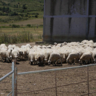 El respeto a la alimentación natural es la base de la ganadería ecológica de Barcina de los Montes.-G.G.