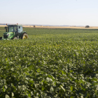 <p> Vivesoy comenzó a impulsar los cultivos de soja de origen nacional hace más de quince años. / EL MUNDO </p>