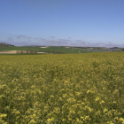 Campo de camelina en Castilla y León, un cultivo alternativo en la rotación que ofrece rentabilidad y ayudas de la PAC al agricultor.-E.M.