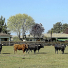 Toros en el campo en una ganadería de Salamanca.-Pablo M. Gil