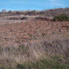 Las viñas de Quintanilla Cabe Rojas, actualmente abandonadas a su suerte, han suministrado chacolí durante décadas a los habitantes del pueblo.-ECB