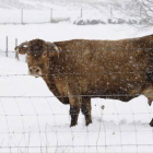 Una vaca pasta en un prado que se encuentra nevado en Lugo, Galícia.-Foto:   EFE/ ELISEO TRIGO