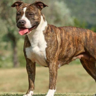 Imagen de archivo de un American Staffordshire Terrier.-