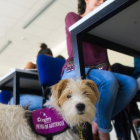 Un perro de asistencia acompaña a su dueña en su centro de estudio.-ECB