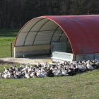 Los patos se crían en libertad y sin estrés en las instalaciones de la granja.-LA LLUEZA