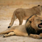 Cecil, el león más famoso de Zimbabue.-Foto: EFE