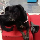 Piny, la perrita perdida por Iberia en Barajas.-