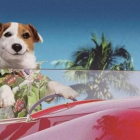 Muere Pancho, el perro millonario de la Primitiva, a los 16 años.-