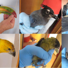 Imagen de algunas de las aves recuperadas por los agentes.-ECB