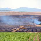Superficie de cereal afectada por el fuego originado por la chispa de una cosechadora en el término de Noviercas.-ÁLVARO MARTÍNEZ