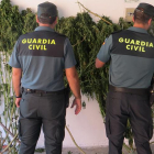 Imagen de la plantación de marihuana.-ECB