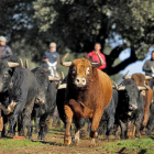 Un lote de toros de Montalvo en la finca Linejo en Salamanca.-ISMA SÁNCHEZ