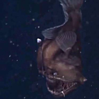 Las primeras imágenes en vídeo del 'monstruo negro' del mar, el Melanocetus-EL PERIÓDICO