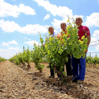 Los hermanos Fernández, Juan Antonio, Jaime y Eustaquio (de i. a d.), en uno de los viñedos de verdejo. Abajo, nave de elaboración.-M.T.