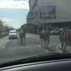 Tres cebras perdidas en las calles de Bruselas.-Foto: YOUTUBE