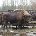 Los bisontes que llegarán a Salgüero, todavía en Holanda, son de origen polaco y holandés.-ECB