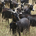 Rebaño de cabras en los pastos de la Sierra de Gredos.-E.M.