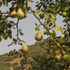 Peral en Las Caderechas, que destaca por la gran calidad de sus frutales.-G.G.