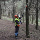 Un trabajador, ayer, realizando poda en altura en la zona oeste del cerro de San Miguel, en la capital burgalesa.-ISRAEL L. MURILLO