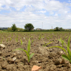 Las siembras en algunas zonas son aún testimoniales. En la imagen un campo de maíz en plena nascencia en la provincia de Palencia.-BRÁGIMO