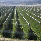 Las instalaciones de Nufri (plantación y fábrica) en La Rasa, entre El Burgo de Osma y San Esteban.-v. guisande