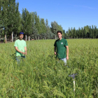 Juan Luis Fradejas y Abel Barrios en los campos de mijo ecológico y trigo de la finca de INEA-M. C.