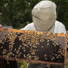 Un apicultor manipula un panal de abejas.-Foto:   PAUL J. RICHARDS / AFP