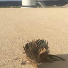 Un ave muerta en un parque eólico ubicado en la provincia de Burgos. ECB