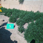 Los agentes localizaron una plantación de grandes dimensiones.-GUARDIA CIVIL