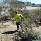 Un trabajador lleva una de las ramas podadas en el transurso de la limpieza de la ruta del Montecillo.-ISRAEL L. MURILLO