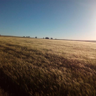 Campo de cereal en Fuentenebro (Ribera del Duero) del que se extrae la cebada para elaborar cerveza.-MICA