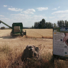 Uno de los campos en la zona de Almazán tratada con el nuevo fertilizante de base orgánica y mineral.-CARTIF
