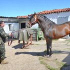 Entre los cinco sementales de diferentes razas que cada mes de abril trae el ejército a Pinares, por  primera vez se ha incluido un magnífico ejemplar de pura raza árabe.-R. F.