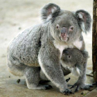 Un koala de 7 años de edad sujetando a su bebé de 8 meses en el Zoo Tapei, Australia.-Foto: SIMON KWONG / REUTERS