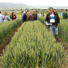 Los agricultores pueden comprobar los resultados logrados con los ensayos.-G. G.