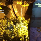 La Guardia Civil desmantela una plantación bajo techo de marihuana con 85 plantas. GUARDIA CIVIL