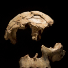 Cráneo del Chico de la Gran Dolina que definió la especie a finales de los 90 y puede verse en el Museo de la Evolución.