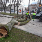 Operarios municipales retiran un árbol caído por el viento frente al Museo de la Evolución Humana (MEH). SANTI OTERO