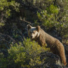 Imagen de la película ‘Cantábrico, los dominios del oso pardo’-Wanda Visión