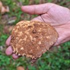 Cráneo de neandertal localizado en 2016 en la limpieza de Cueva Fantasma.